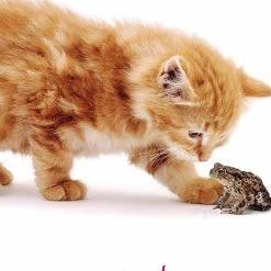 Best Pirce ✔️ US Games Systems Cat Wisdom Cards ⌛ 11 US Games Systems Cat Wisdom Cards