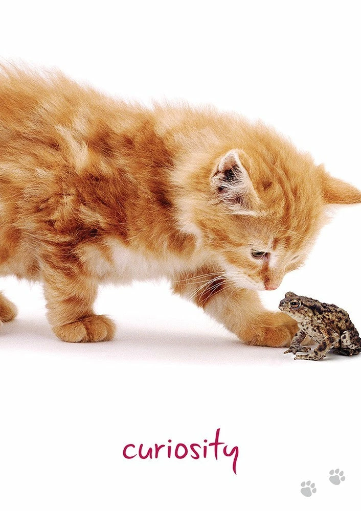 Best Pirce ✔️ US Games Systems Cat Wisdom Cards ⌛ 7 US Games Systems Cat Wisdom Cards