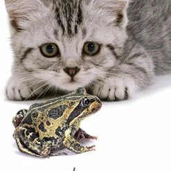 Best Pirce ✔️ US Games Systems Cat Wisdom Cards ⌛ 9 US Games Systems Cat Wisdom Cards