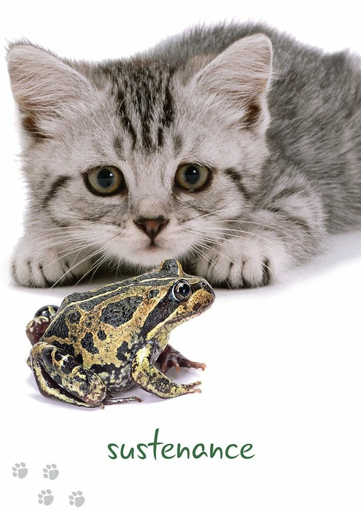 Best Pirce ✔️ US Games Systems Cat Wisdom Cards ⌛ 5 US Games Systems Cat Wisdom Cards